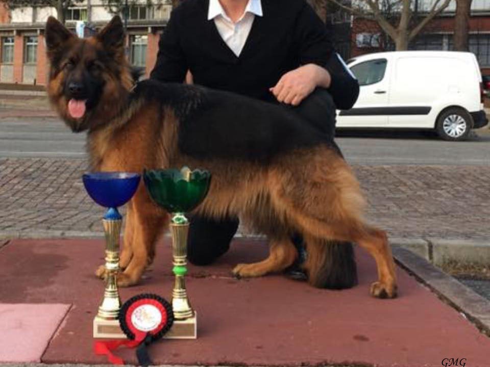 Des Côteaux Tolosans - Exposition Canine Internationale de Toulouse