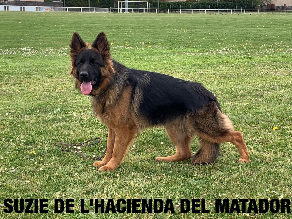 CH. Suzie De l'hacienda del matador