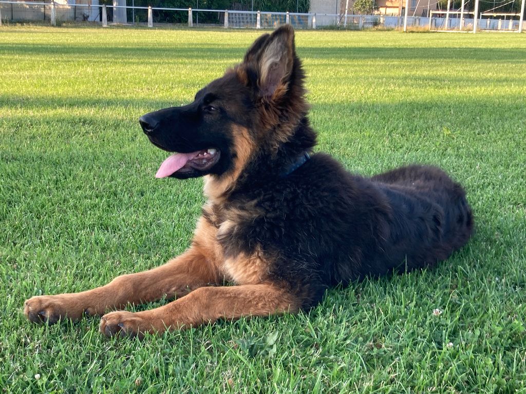 CH. Suzie De l'hacienda del matador