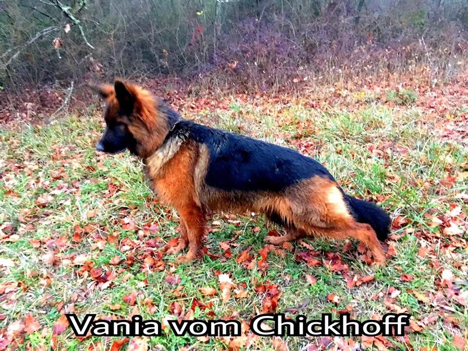 CH. Vania vom chickhoff