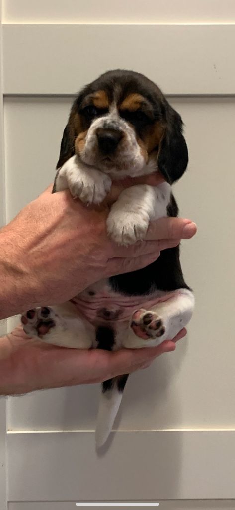 Des Côteaux Tolosans - Chiot disponible  - Beagle