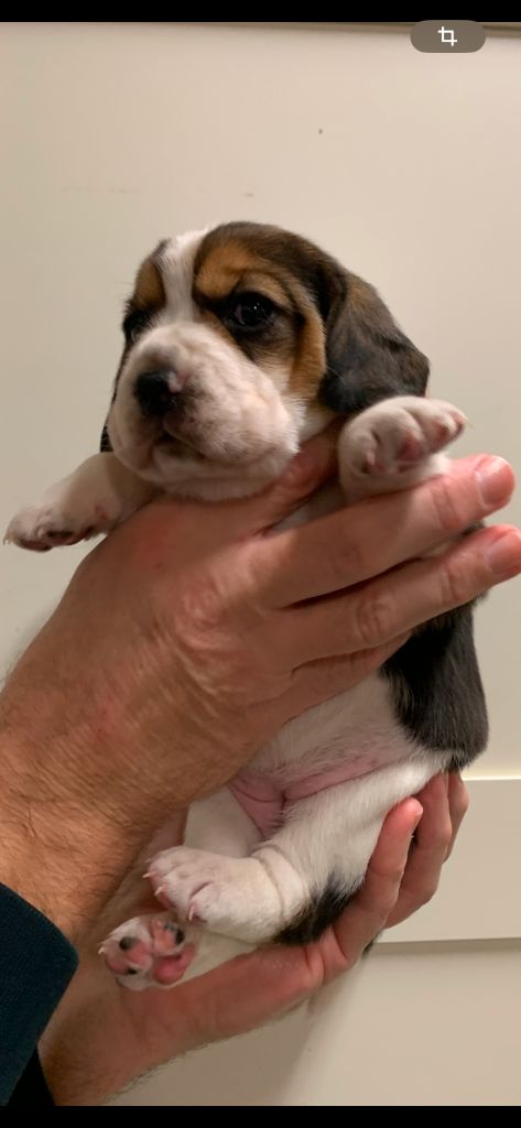 Des Côteaux Tolosans - Chiot disponible  - Beagle