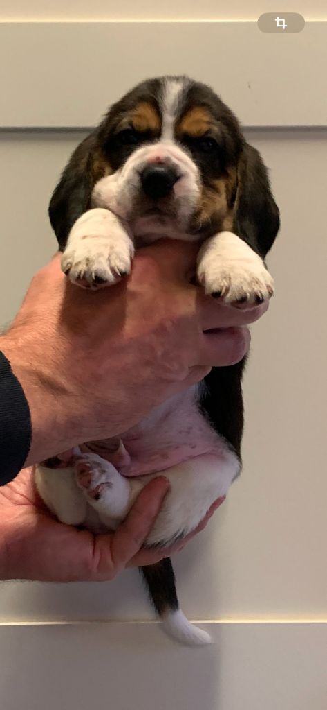 Des Côteaux Tolosans - Chiot disponible  - Beagle