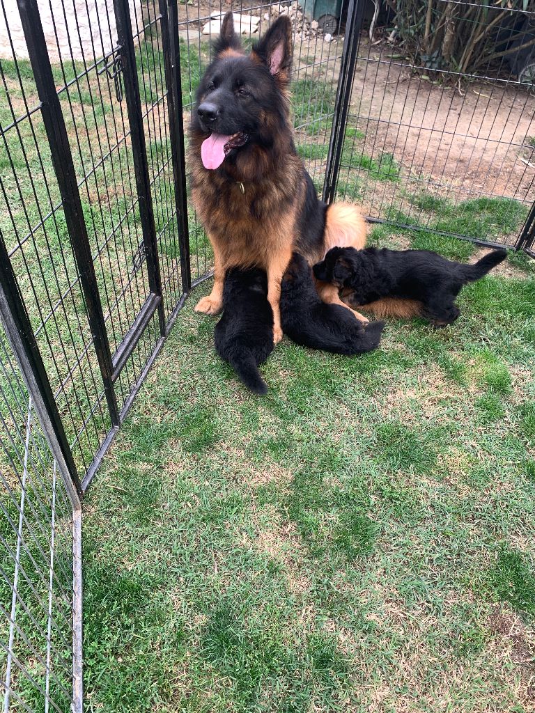 chiot Berger Allemand Poil Long Des Côteaux Tolosans