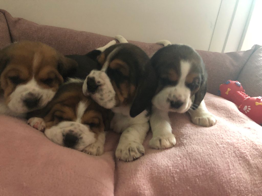 chiot Beagle Des Côteaux Tolosans