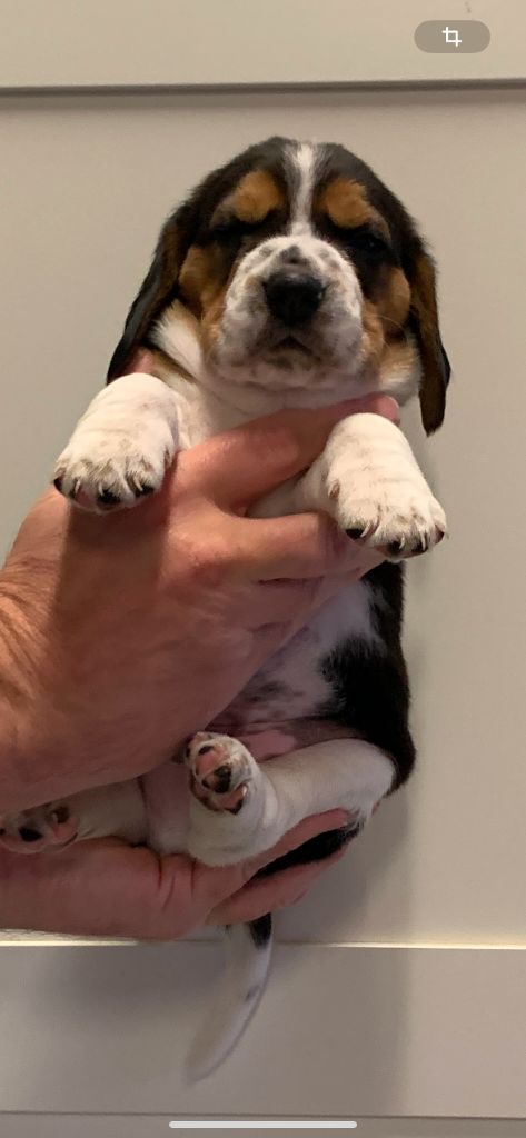 Des Côteaux Tolosans - Chiot disponible  - Beagle