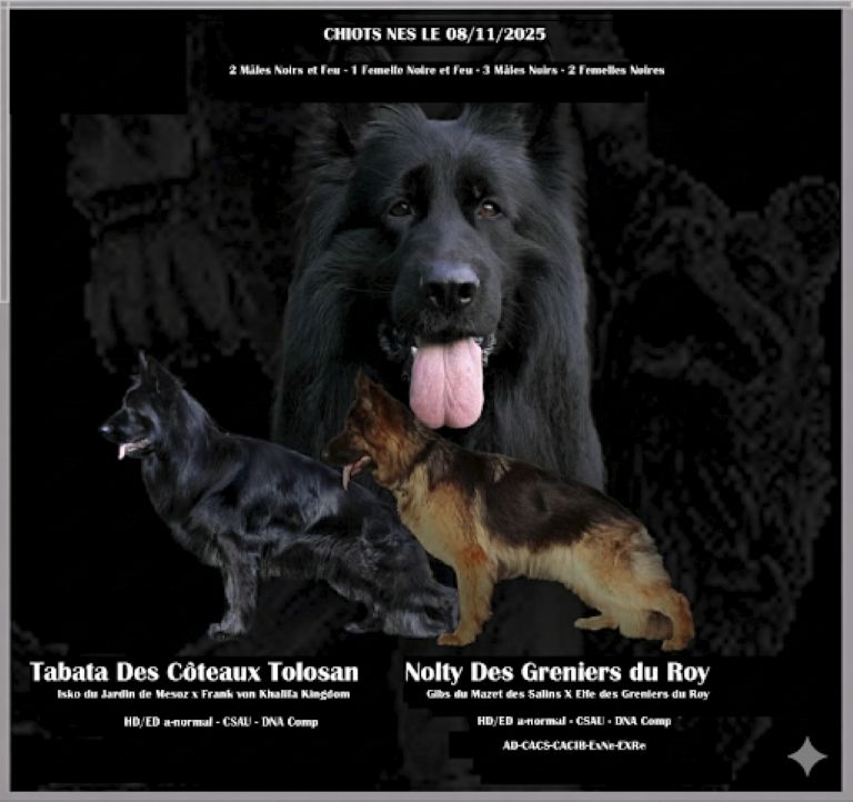 Des Côteaux Tolosans - PORTEE NAISSANCE NOVEMBRE 2025 TABATA X NOLTY