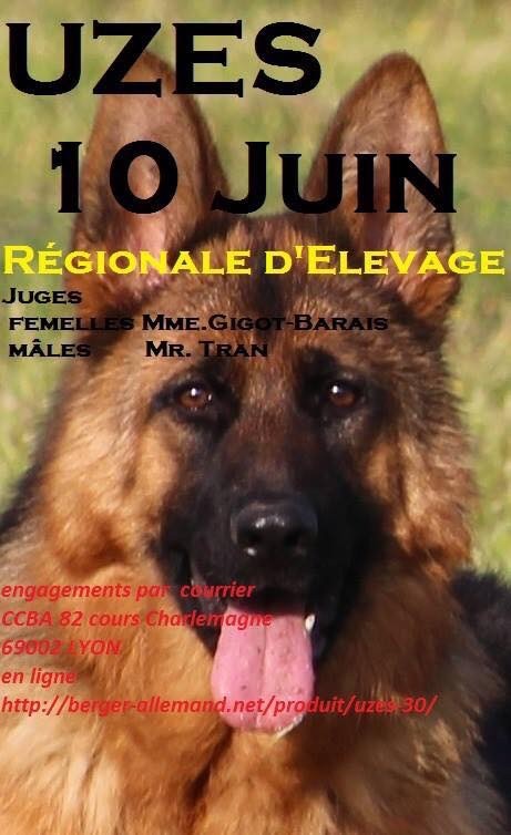 Des Côteaux Tolosans - Participation de Vania vom Chickhoff à la Régionale d'Elevage d'Uzès