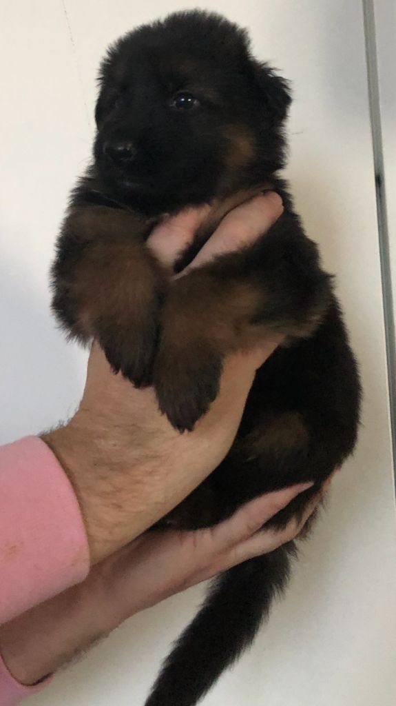 Des Côteaux Tolosans - Berger Allemand Poil Long - Portée née le 01/01/2019