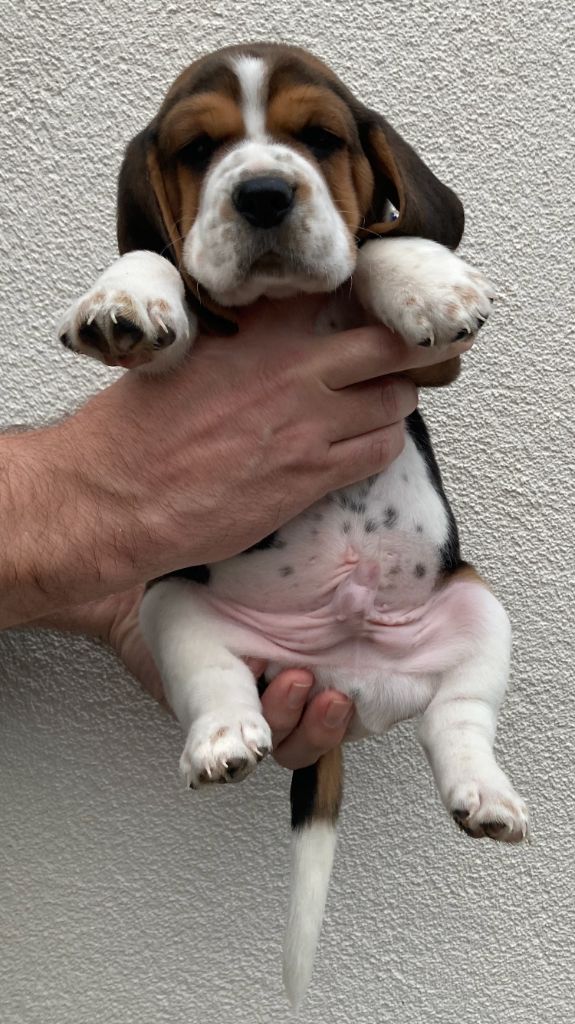 Des Côteaux Tolosans - Beagle - Portée née le 04/11/2020